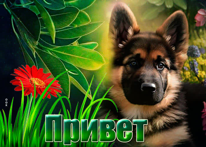 Picture анимационная открытка с песиком привет