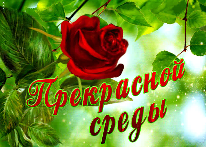 Картинка чудесная открытка с розой прекрасной среды