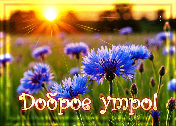 Postcard чистая, росистая гиф-открытка доброе утро
