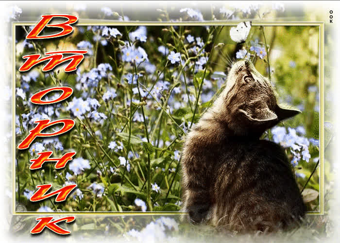 Postcard добрая открытка с котиком и бабочкой вторник