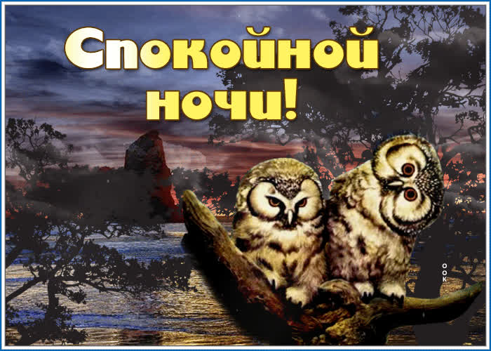 Picture эффектная открытка с совами спокойной ночи