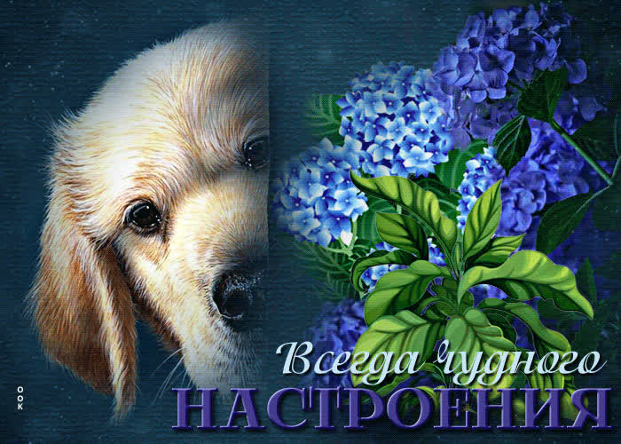 Picture эффектная открытка всегда чудного настроения! с собачкой