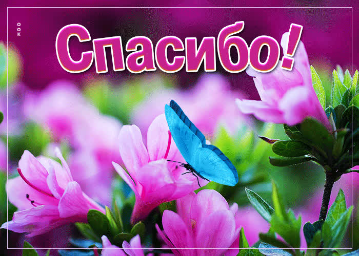 Picture исключительная открытка с нежными цветами спасибо
