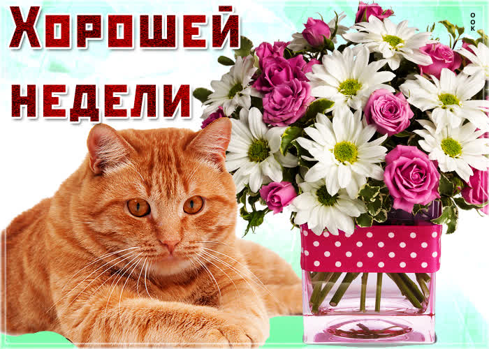 Открытка картинка хорошей недели с котиком