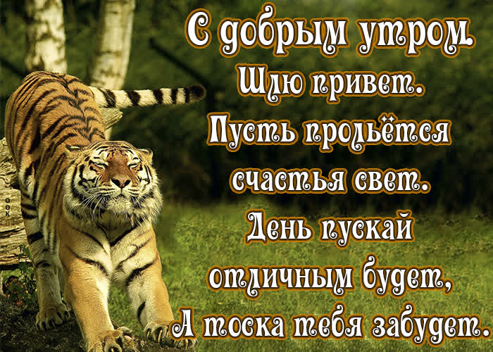 Открытка картинка с добрым утром, шлю привет