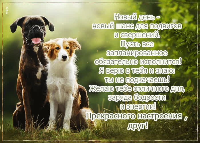 Postcard классная открытка прекрасного настроения, друг!