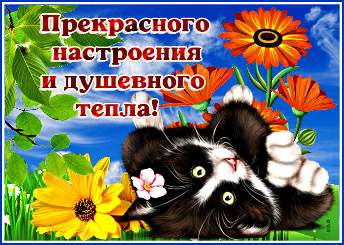Picture классная открытка прекрасного настроения и душевного тепла!