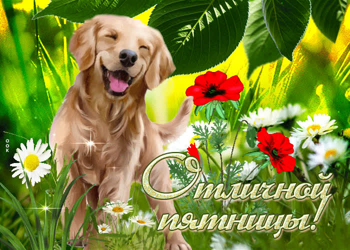 Postcard классная открытка с собачкой отличной пятницы!