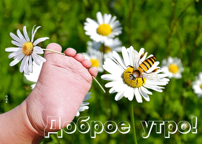 Postcard клевая открытка доброе утро! с детской ножкой и ромашками