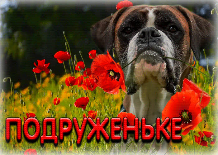 Postcard клевая открытка подруженьке! с маками