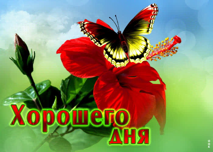 Postcard красочная открытка хорошего дня! с бабочкой
