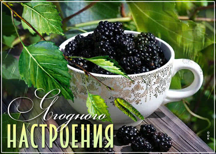 Picture легкая открытка с ежевикой ягодного настроения