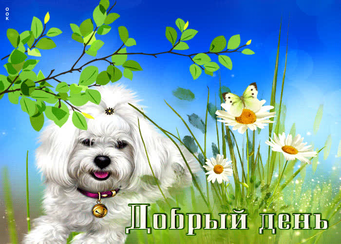 Picture лучистая открытка добрый день! с собачкой