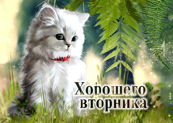 Postcard милая открытка с кошечкой хорошего вторника
