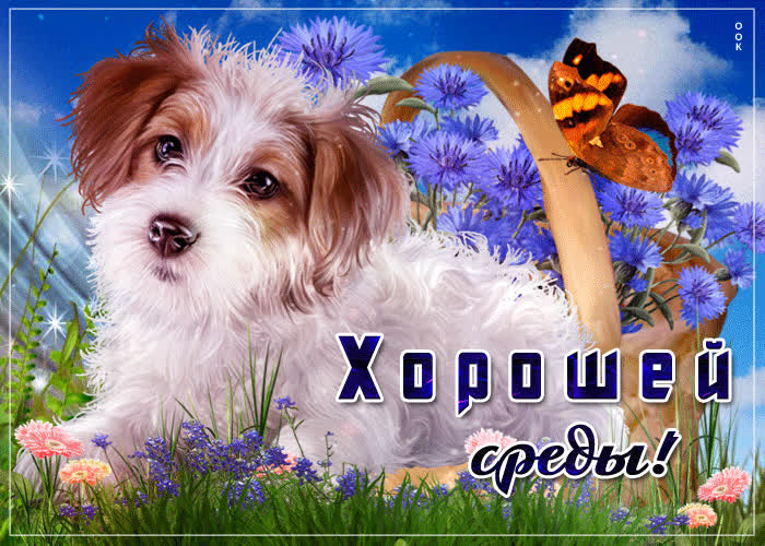 Картинка милое поздравление в день среды