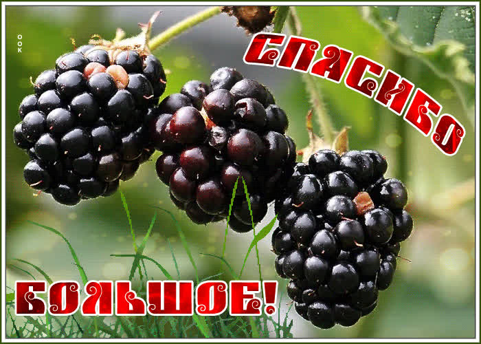 Картинка моя благодарность