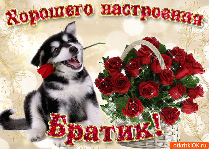 Картинка картинка брату с песиком