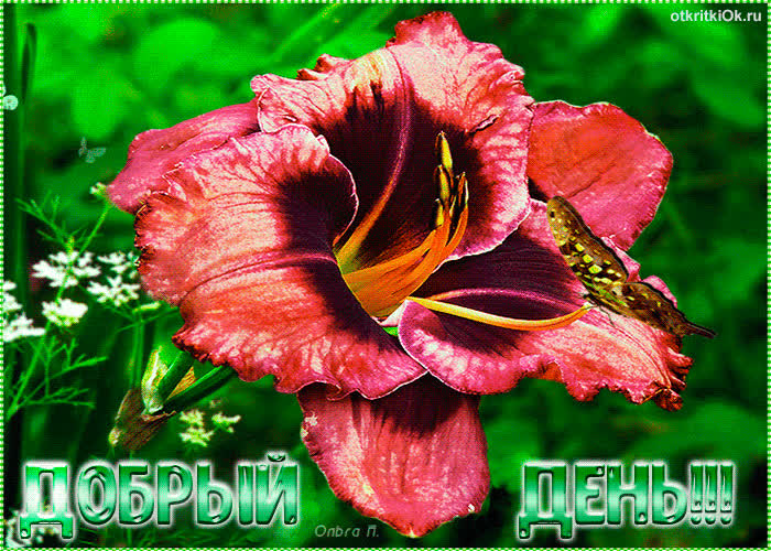 Картинка картинка добрый день цветы