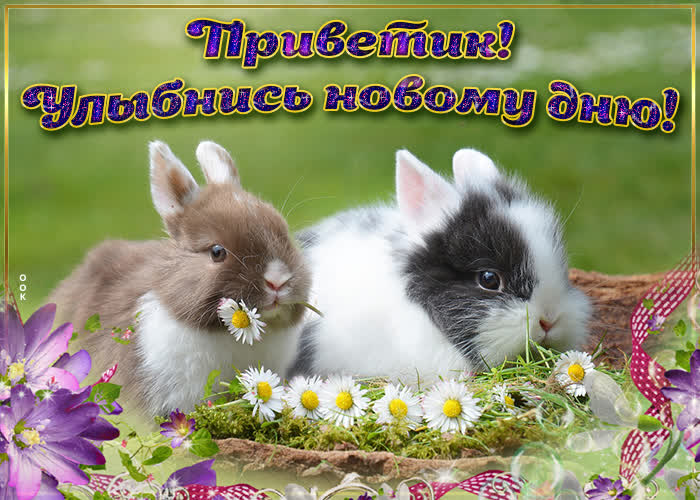 Картинка картинка привет как дела