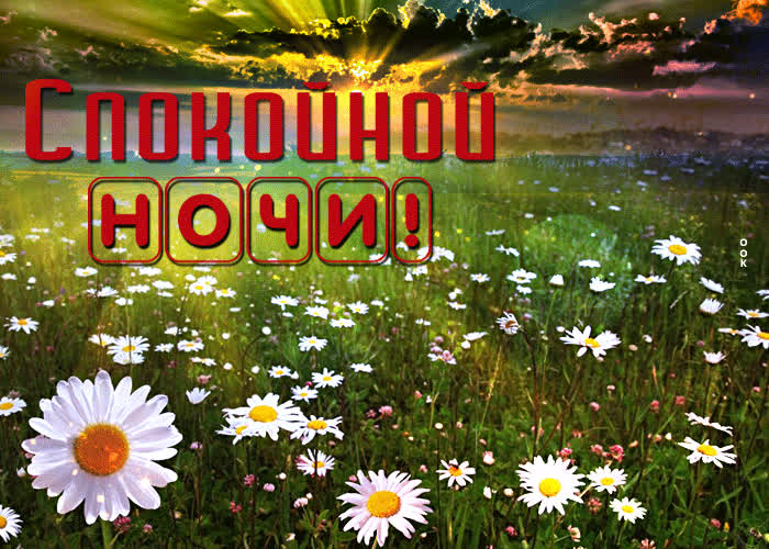 Картинка открытка спокойной ночи с ромашками