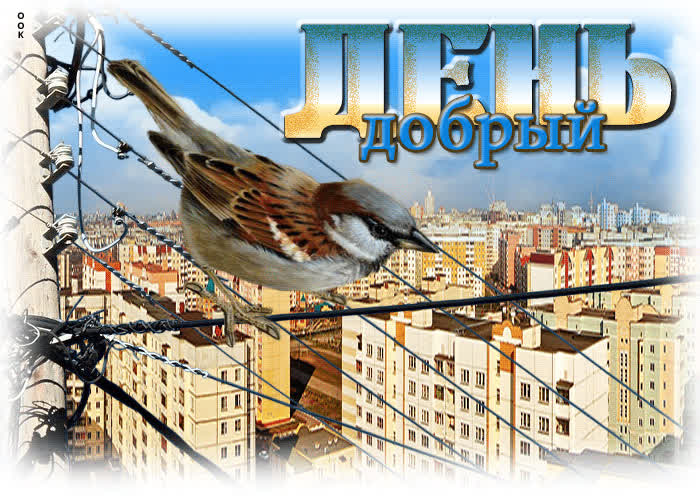 Postcard прекрасная и красивая гиф-открытка с птичкой добрый день