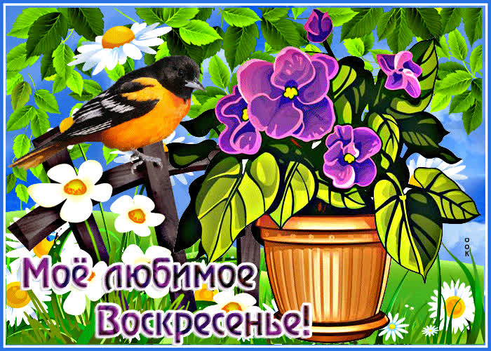 Postcard прекрасная открытка мое любимое воскресенье!