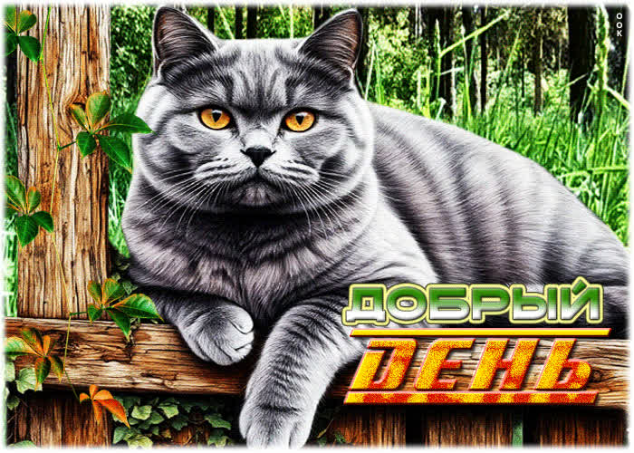 Picture радостная открытка с котиком добрый день
