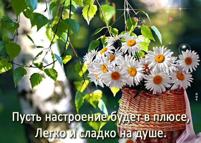 Картинка ромашки для хорошего настроения