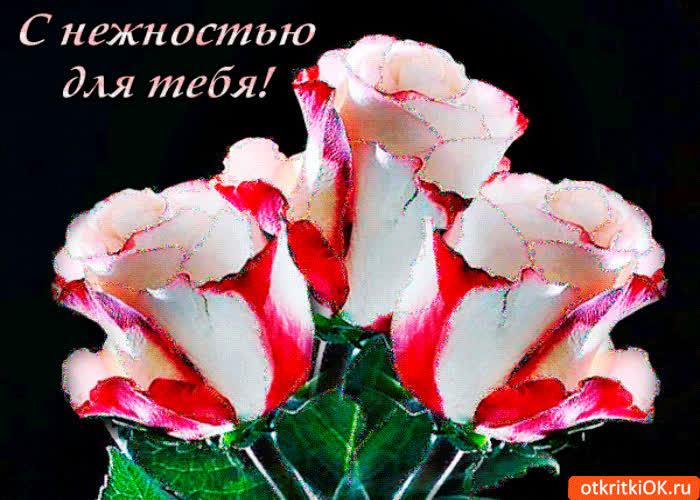 Картинка розы с нежностью для тебя