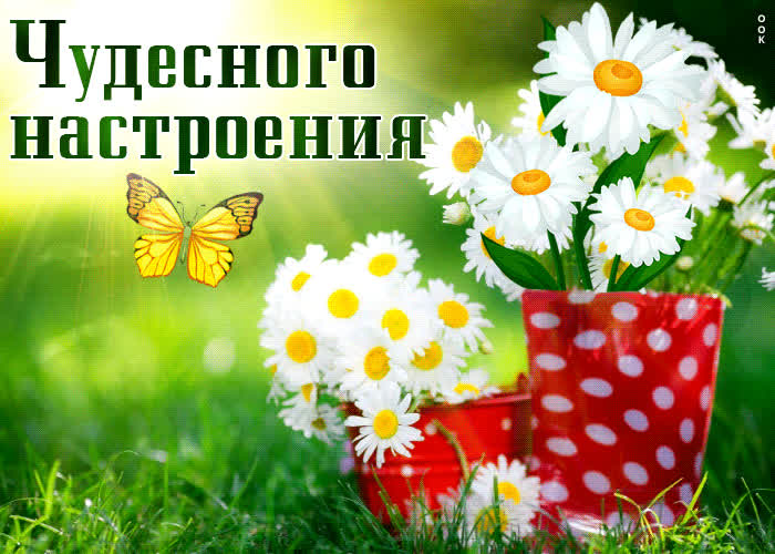 Postcard сочная открытка с ромашками чудесного настроения