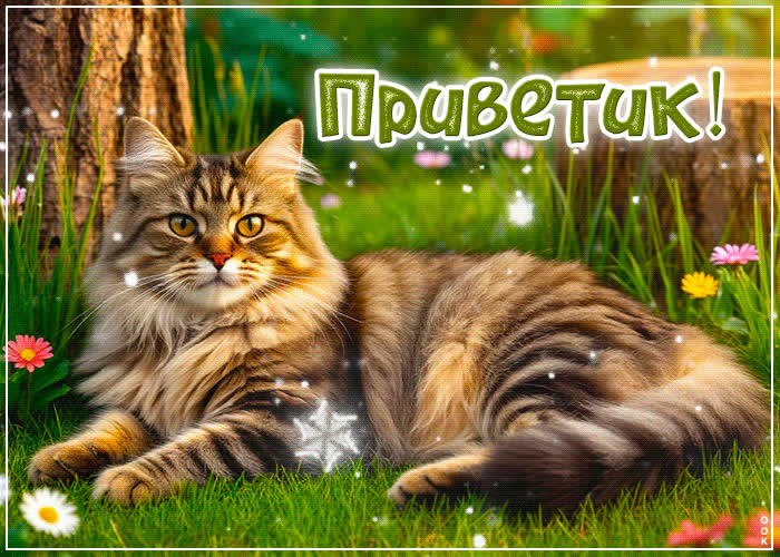 Picture солнечная, радостная гиф-открытка приветик