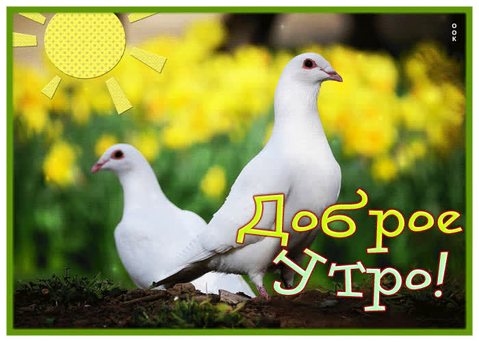 Postcard спокойная умиротворяющая гиф-открытка доброе утро