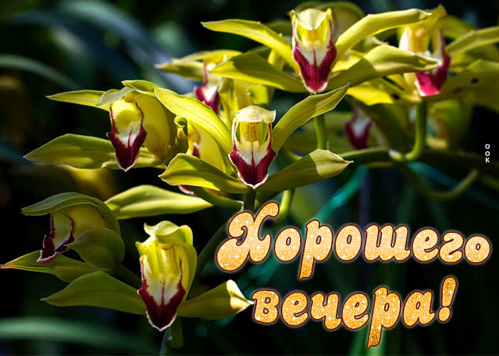 Postcard супер картинка с цветами хорошего вечера!