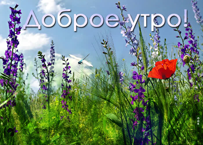 Картинка супер открытка доброе утро в поле
