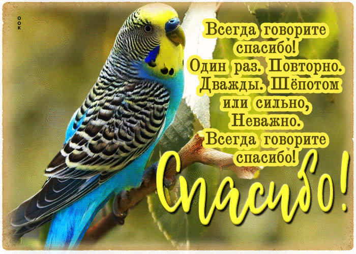 Postcard трогательная гиф-открытка всегда говорите спасибо!