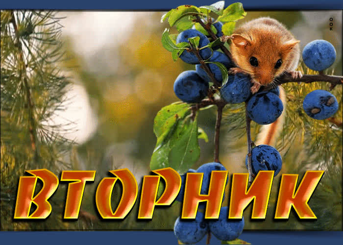Picture удивительная открытка вторник! с мышкой