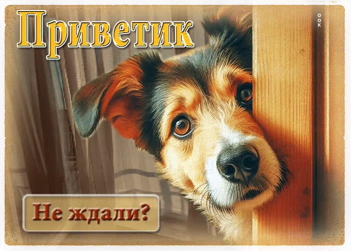 Postcard забавная открытка приветик! не ждали?
