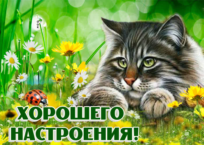 Картинка заглянул пожелать хорошего настроения