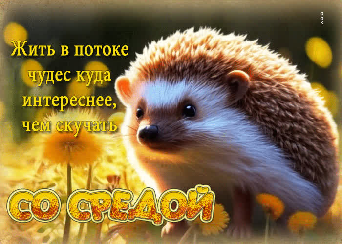 Postcard жить в потоке чудес куда интереснее, чем скучать. со средой